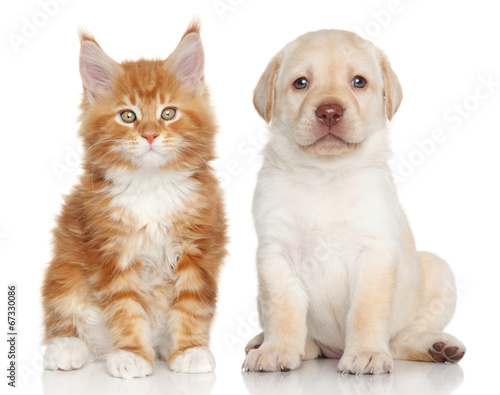 Fotoroleta szczenię pies kociak zwierzę