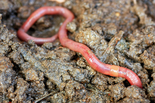 Naklejka obraz dziki fauna