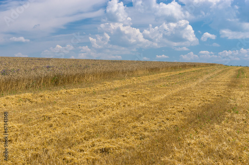 Naklejka lato pole pszenica ukraina wiejski