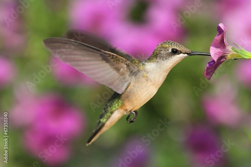 Obraz na płótnie dziki fauna kwiat koliber ptak
