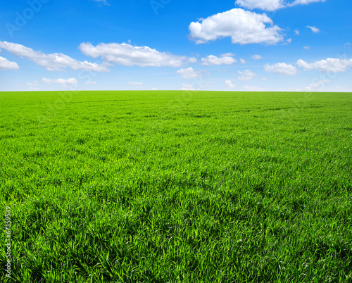 Naklejka trawa rolnictwo niebo