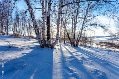 Fototapeta brzoza natura pejzaż spokojny