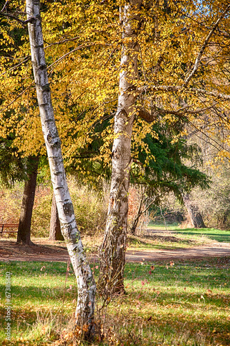 Fototapeta natura las krzew