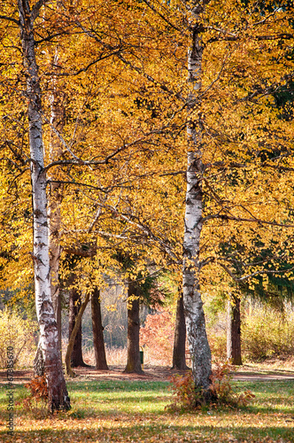 Fototapeta brzoza natura drzewa park