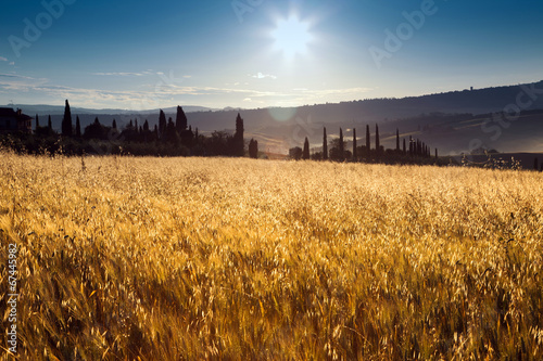 Naklejka trawa żniwa natura