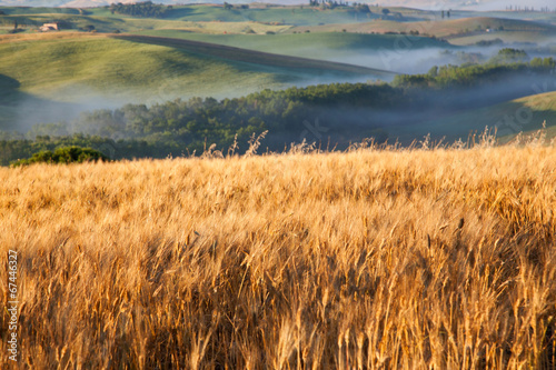 Fotoroleta żyto natura lato pole słońce