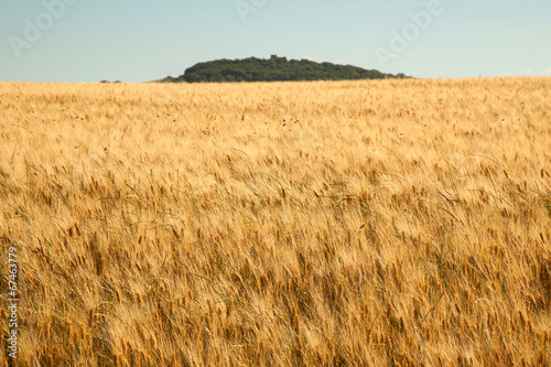 Plakat natura roślina ziarno rolnictwo