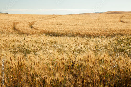 Plakat piękny natura trawa