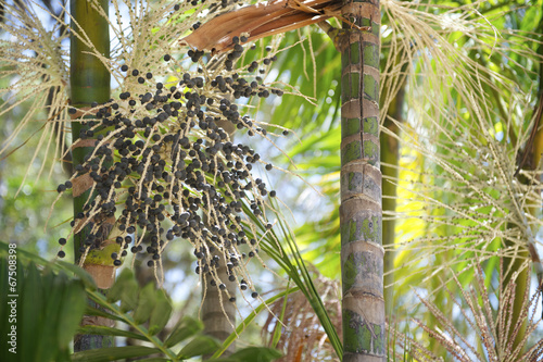 Naklejka drzewa świeży tropikalny palma