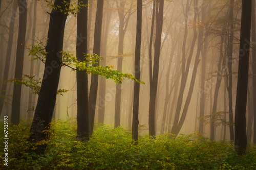 Fototapeta drzewa noc pejzaż jesień natura