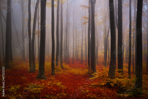 Fototapeta las drzewa natura