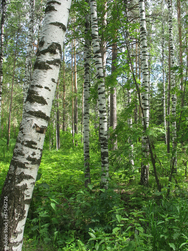 Naklejka drzewa natura sosna