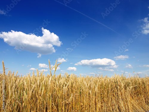 Obraz na płótnie jesień niebo słoma rolnictwo