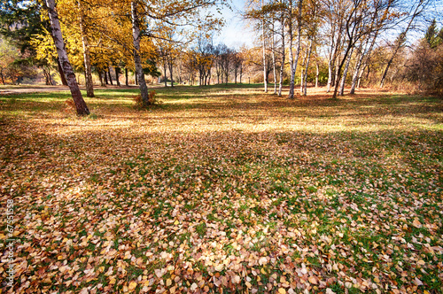 Obraz na płótnie natura krzew park brzoza