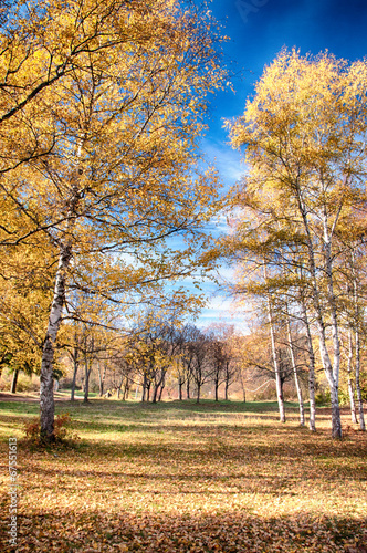 Naklejka drzewa jesień natura