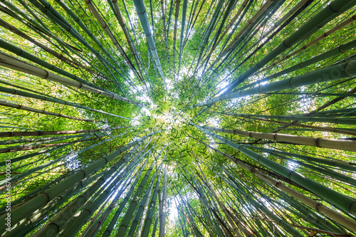 Naklejka ogród natura roślina orientalne zen