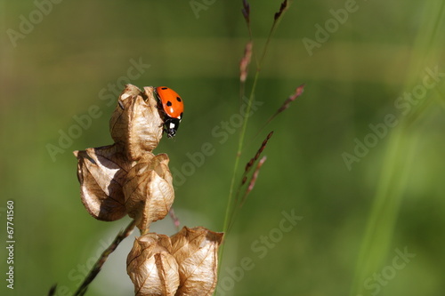 Fotoroleta natura zwierzę owad