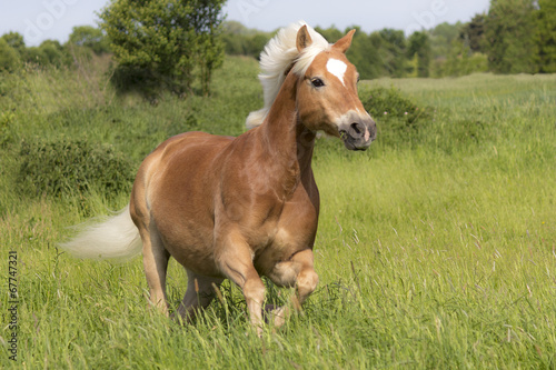 Fotoroleta koń kucyk grzywa trawa galop