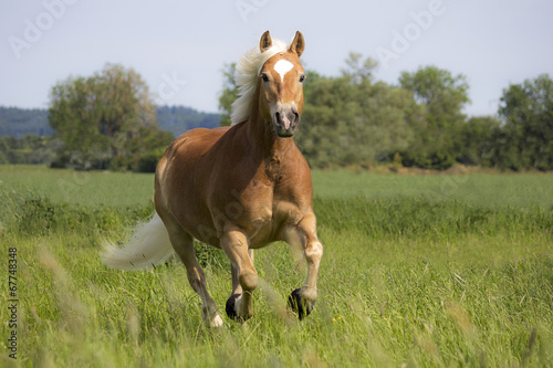 Fotoroleta kucyk trawa koń grzywa galop