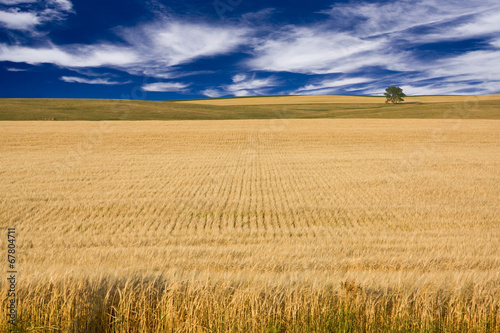 Fotoroleta panorama wzór roślina zboże żniwa