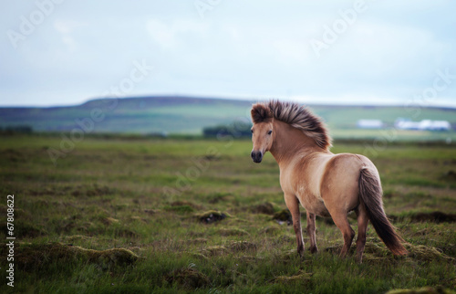 Obraz na płótnie ssak pejzaż wieś koń