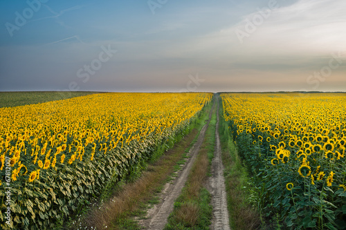 Fotoroleta natura rolnictwo łąka świt pejzaż