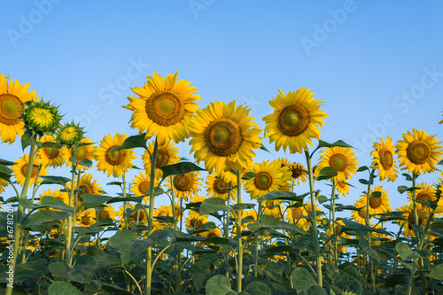 Obraz na płótnie lato roślina słonecznik