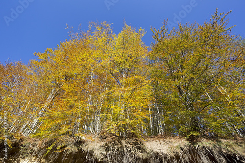 Plakat natura jesień brzoza