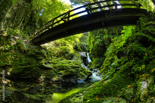 Fotoroleta dżungla park krajobraz