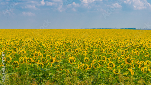 Plakat lato kwiat słońce ogród ukraina