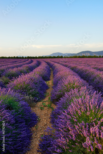 Plakat lato francja fiołek aromaterapia krajobraz