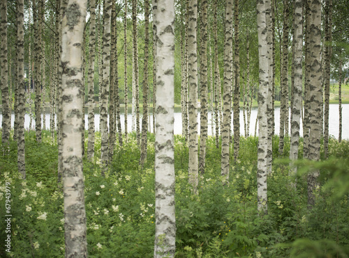 Naklejka las szwecja północ finlandia brzoza