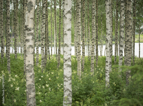 Plakat las szwecja północ finlandia brzoza