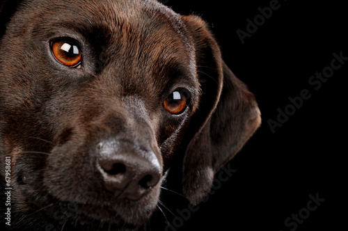 Obraz na płótnie szczenię zwierzę pies łapa ogar