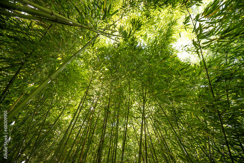 Naklejka pejzaż natura gałązka japonia