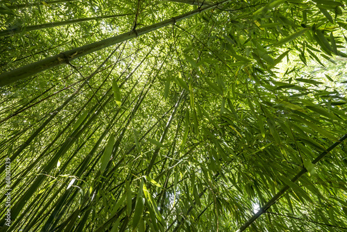 Obraz na płótnie tropikalny piękny natura