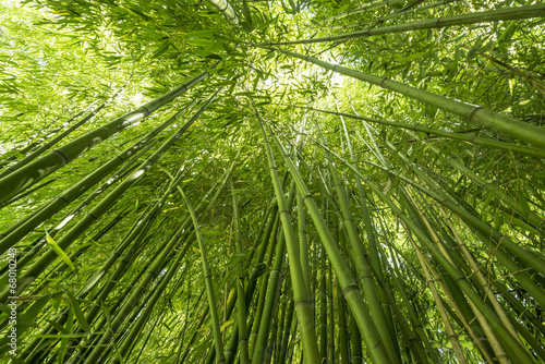 Naklejka zen japonia pejzaż las piękny