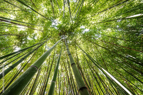 Fotoroleta azja orientalne natura japonia