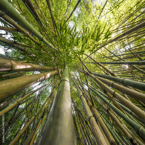 Obraz na płótnie drzewa bambus roślina