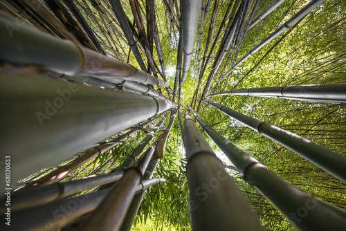 Naklejka natura drzewa bambus