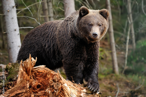 Naklejka finlandia fauna las