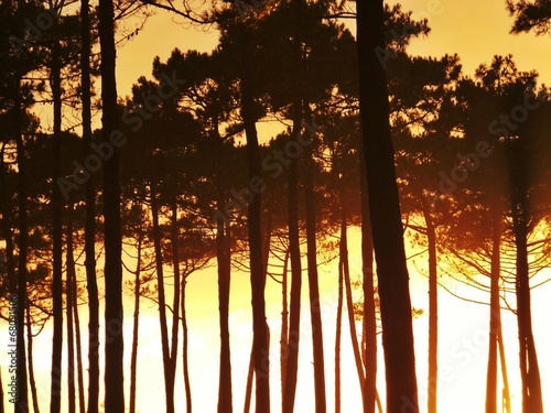 Obraz na płótnie las sosna słońce