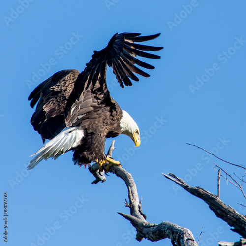 Plakat ryba narodowy natura dziki