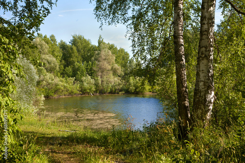 Plakat wiejski brzoza spokojny las