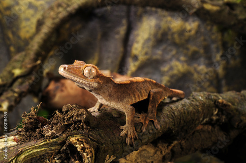 Naklejka ładny natura zwierzę gad dinozaur