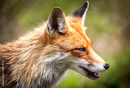 Plakat natura tatry dziki