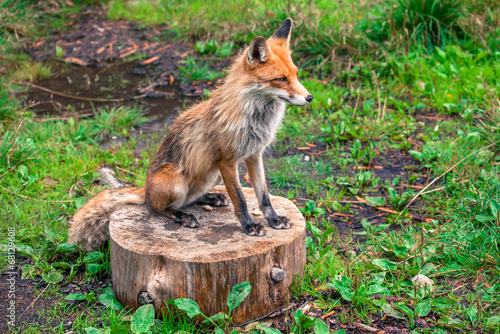 Obraz na płótnie tatry dziki las natura