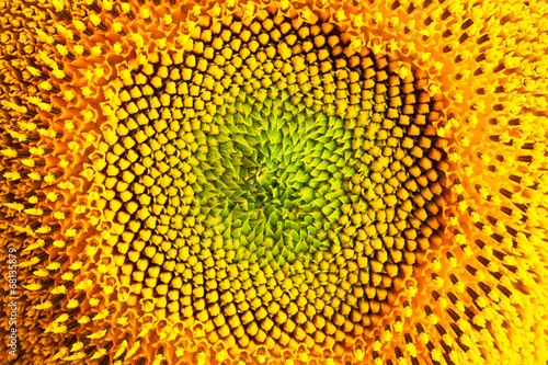 Naklejka lato piękny warzywo słonecznik pyłek