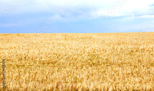 Naklejka lato jęczmień pole