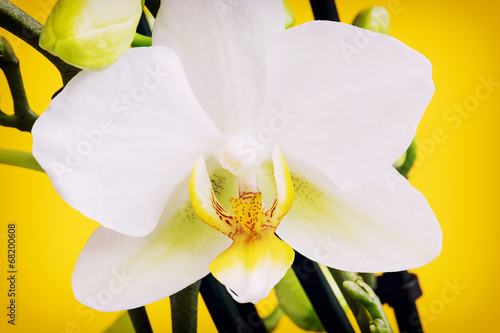 Obraz na płótnie kwitnący tropikalny bukiet roślina wzór